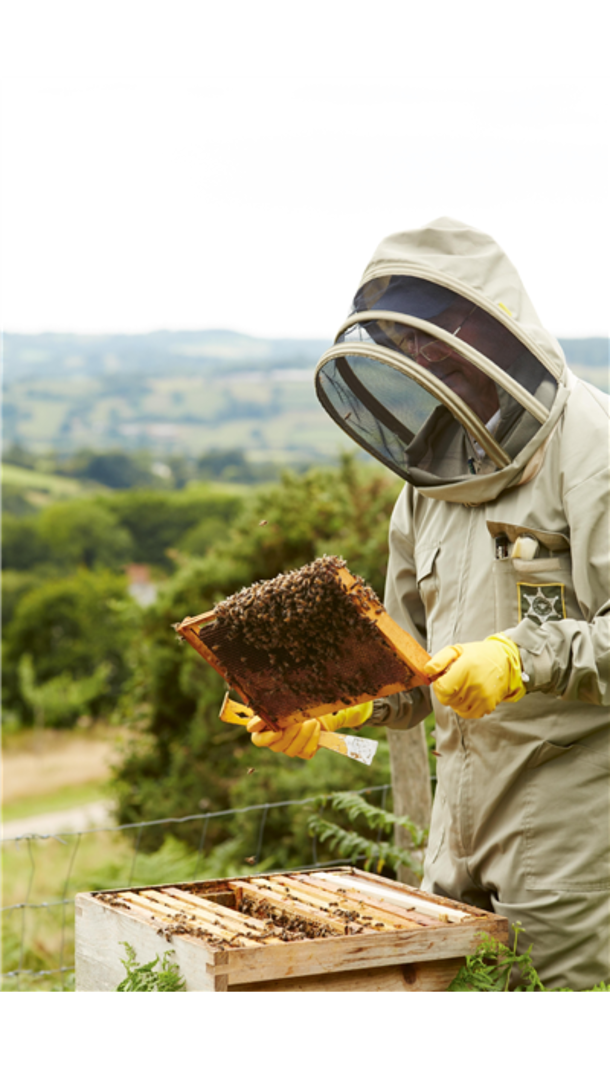 Bees & Honey: River Cottage Handbook No.19