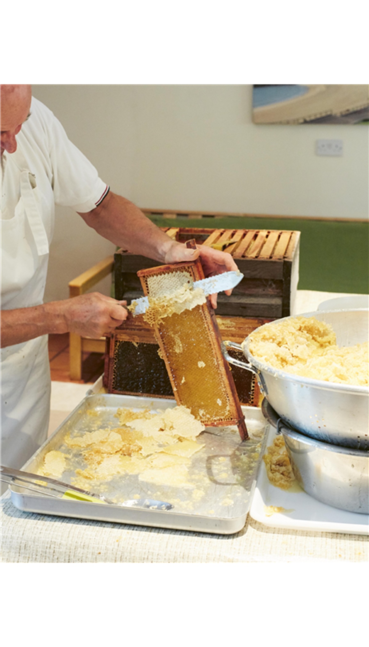 Bees & Honey: River Cottage Handbook No.19