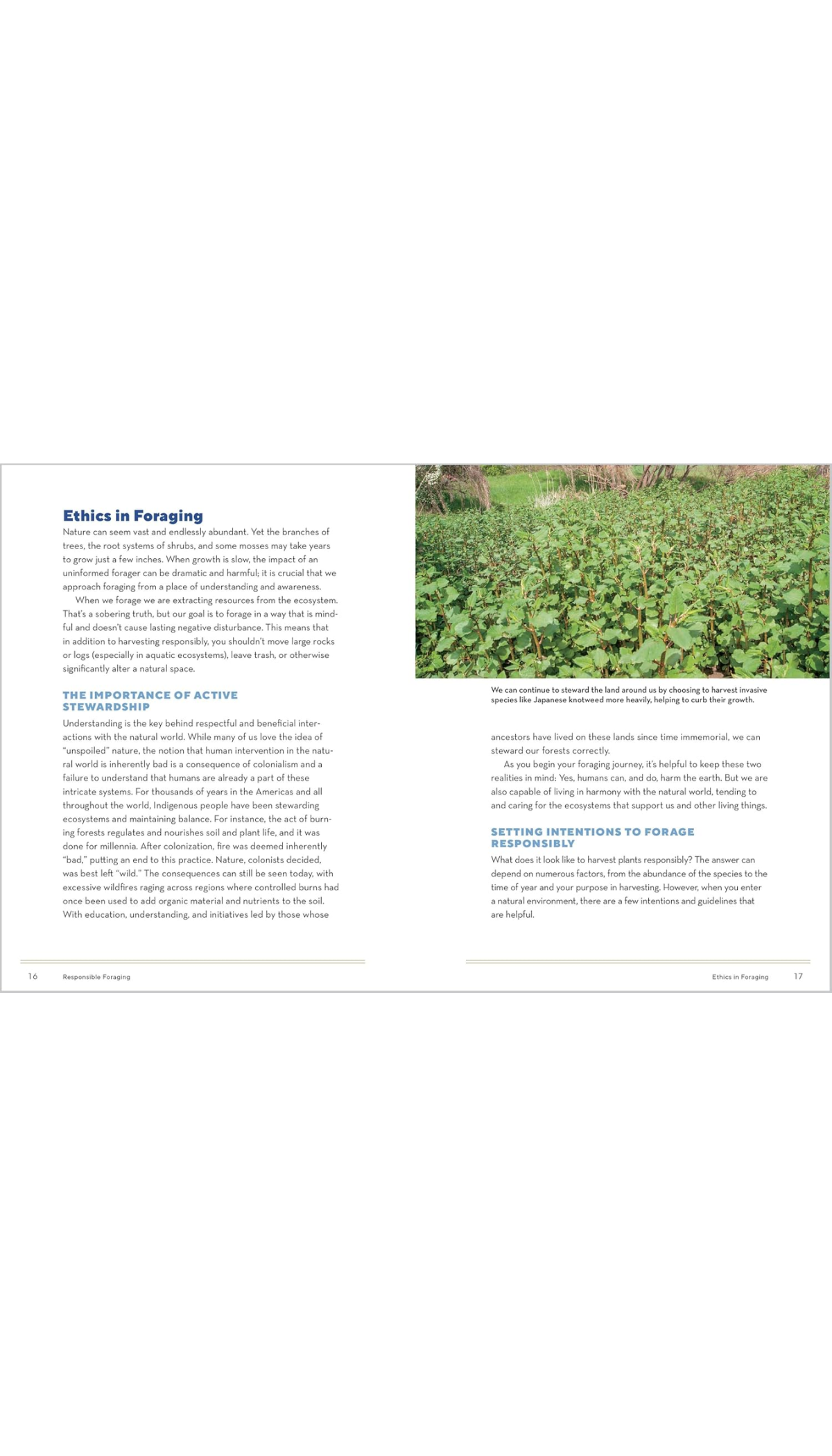 How to Forage for Medicinal Plants without Dying