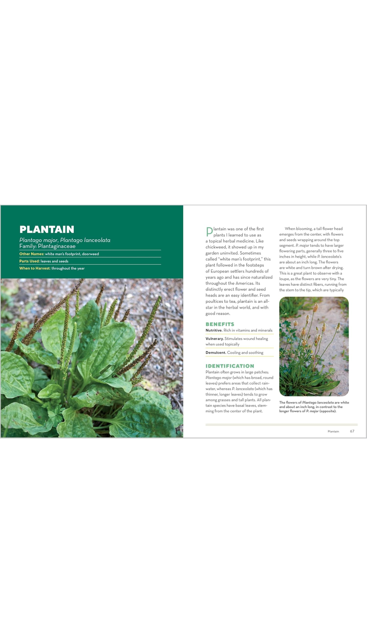 How to Forage for Medicinal Plants without Dying