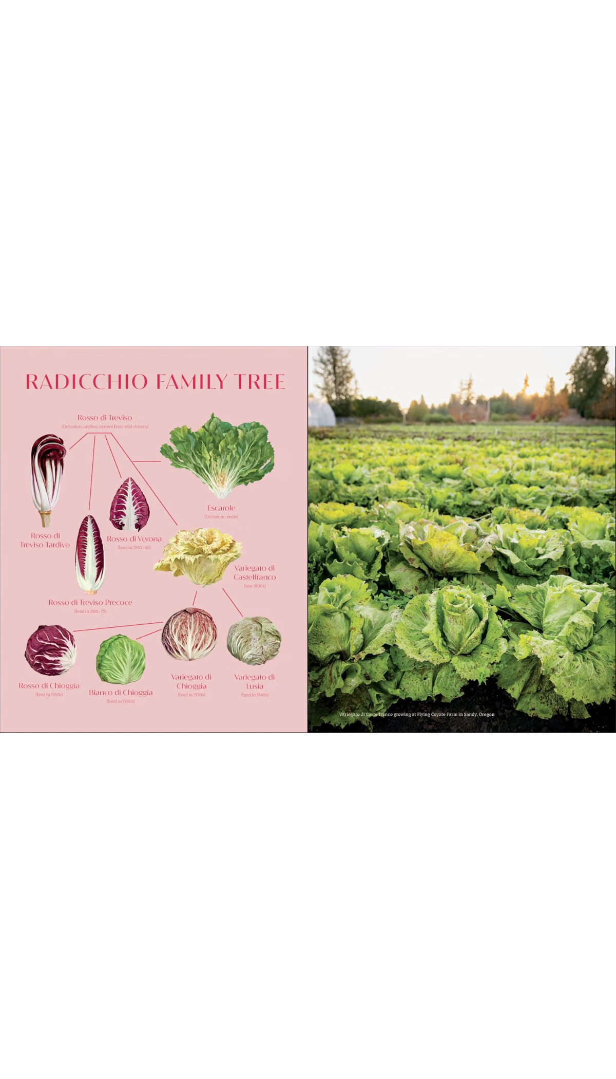 Radicchio / COMING SEP. 29TH!