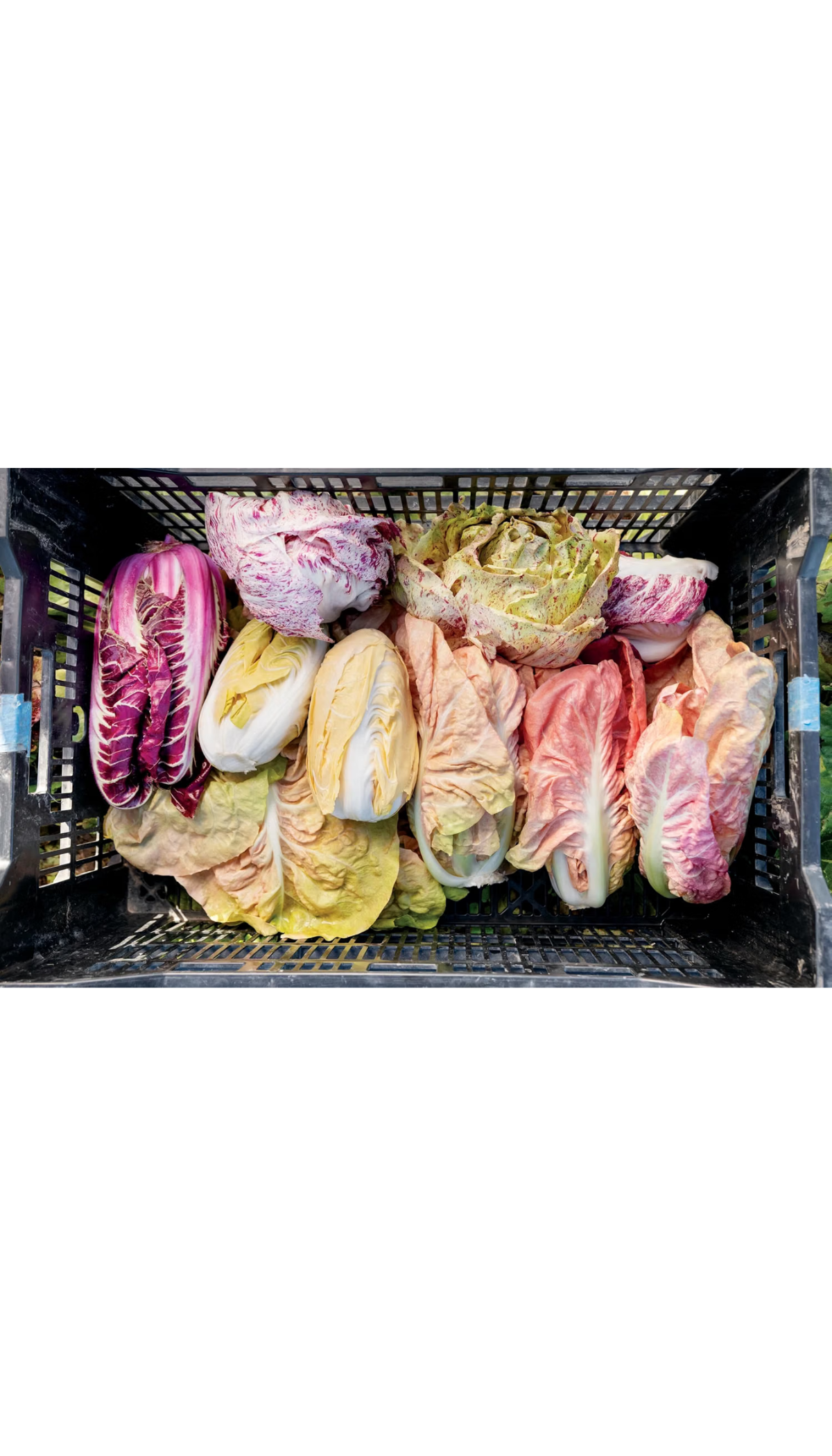 Radicchio / COMING SEP. 29TH!