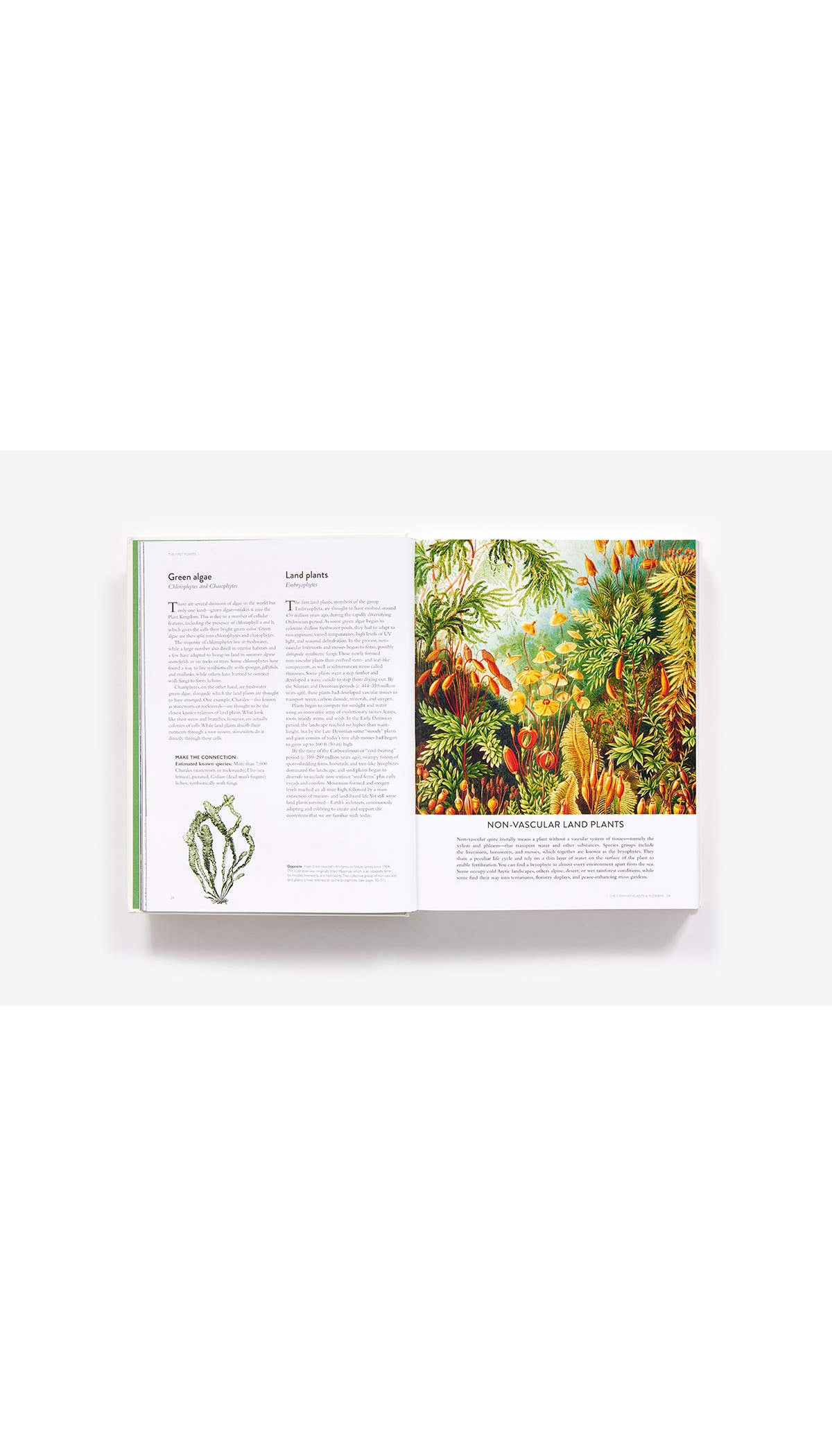 The Botanical Bible