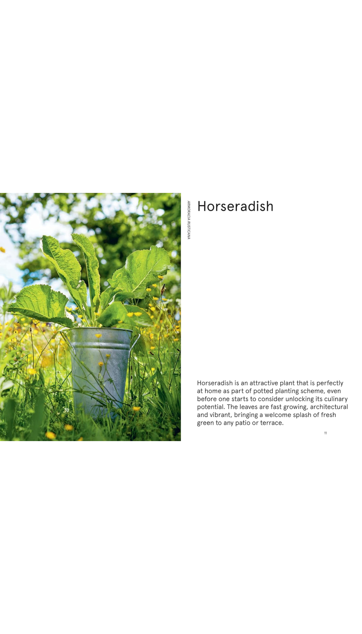 The Flowerpot Forager