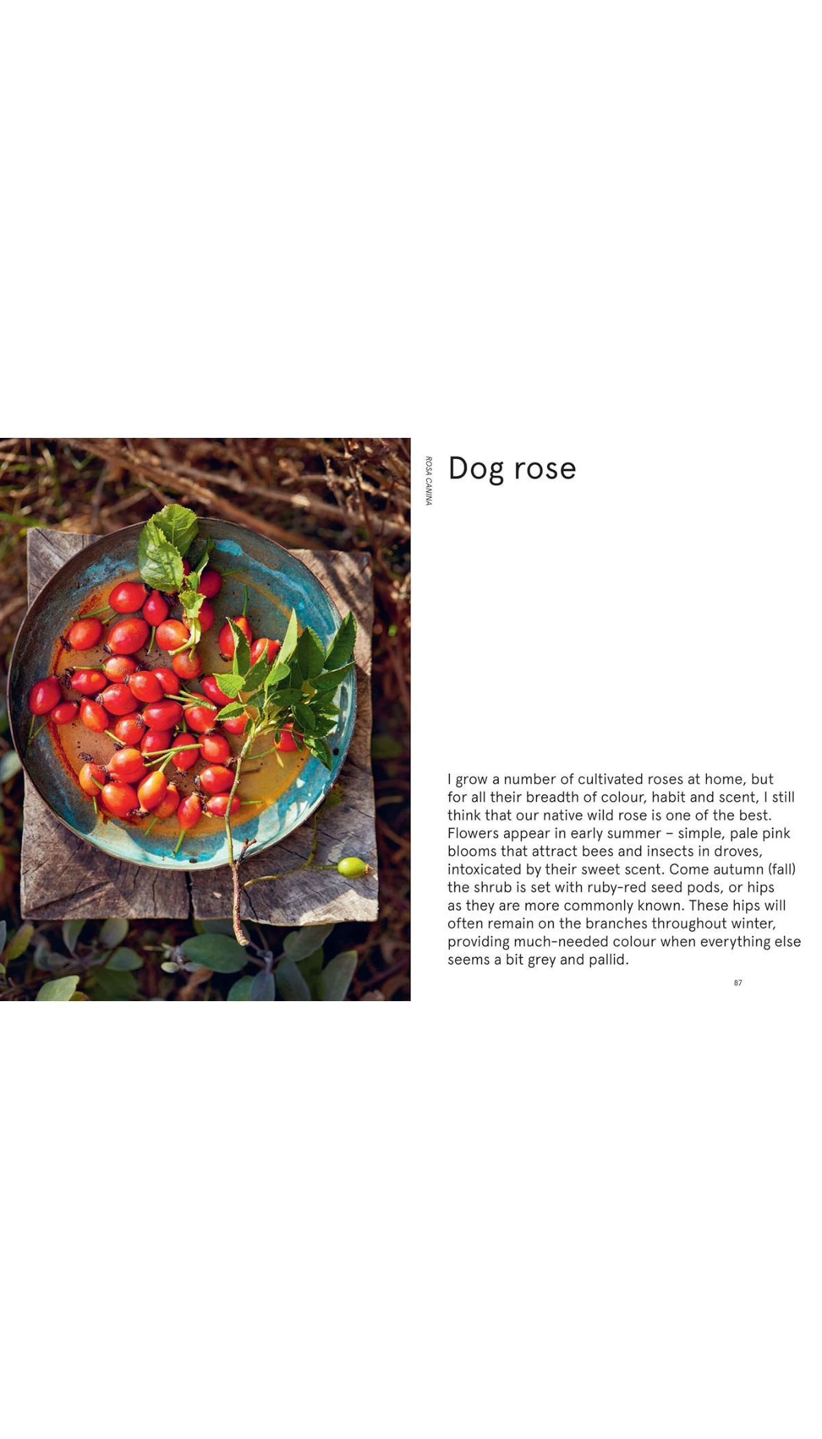 The Flowerpot Forager