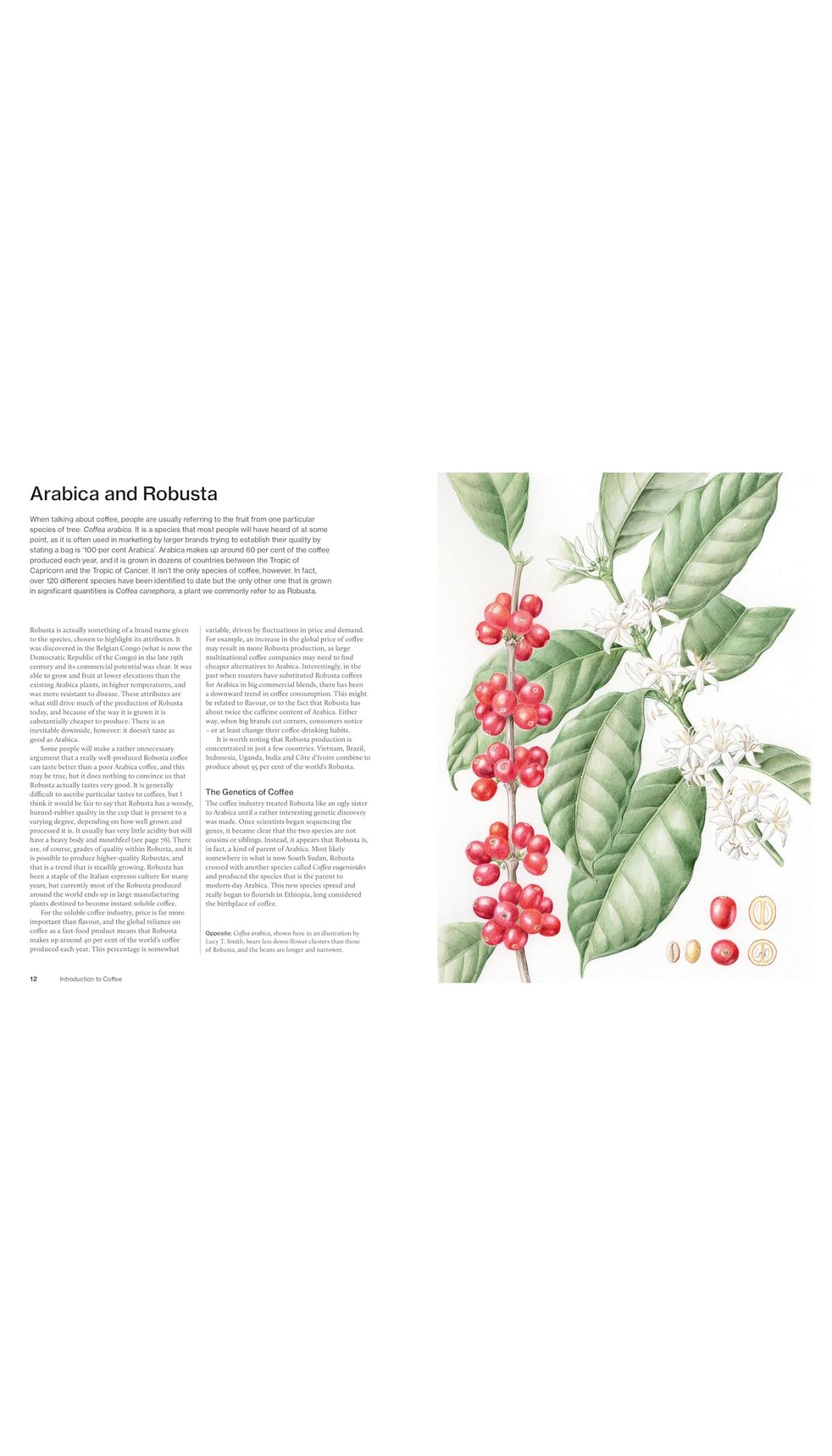 The World Atlas of Coffee, 3rd Edition / COMING NOV. 4TH!